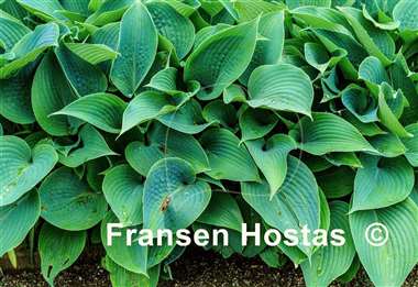 Hosta Halcyon